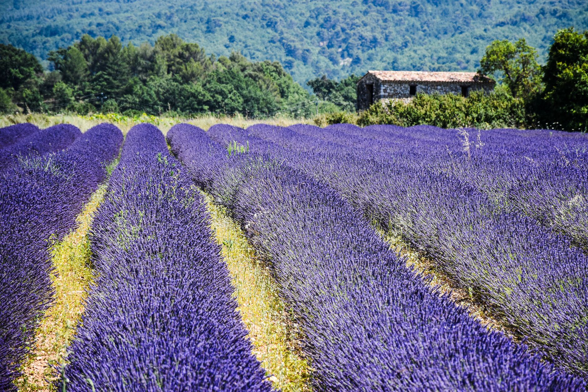 Le guide de l'immobilier, de l'habitat et des agences immobilières en Provence