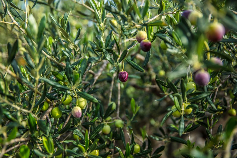 Branches d'olivier vibrantes avec des olives mûrissantes capturées à la lumière naturelle.
