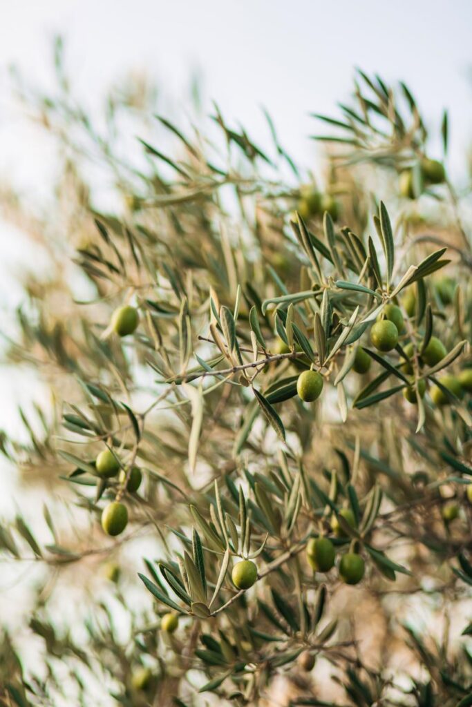 Planter & Entretenir un Olivier en Provence : Guide Expert